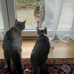 Katzen
